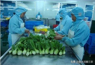 綠色掘金路 蔬菜深加工與特色種植的農村辦廠致富經